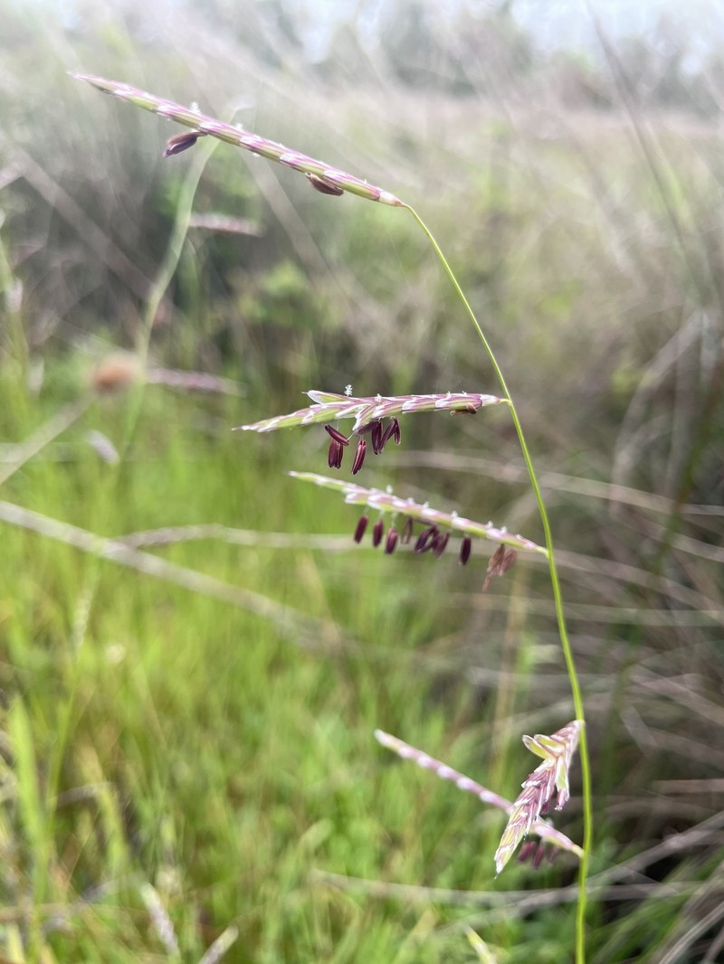 Pleuropogon davyi