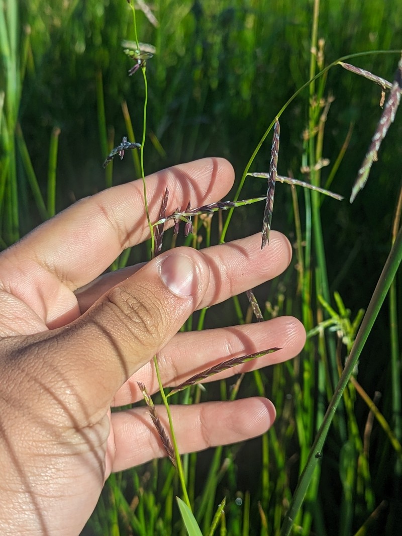 Pleuropogon davyi photo 2