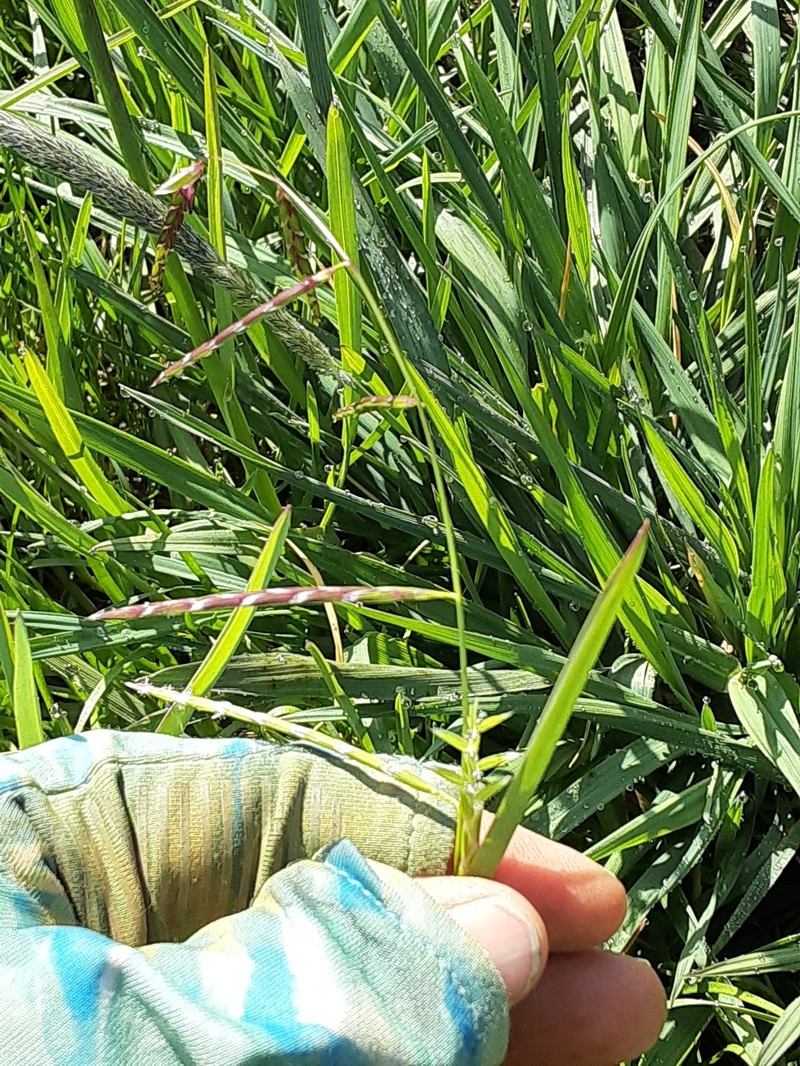 Pleuropogon davyi photo 3