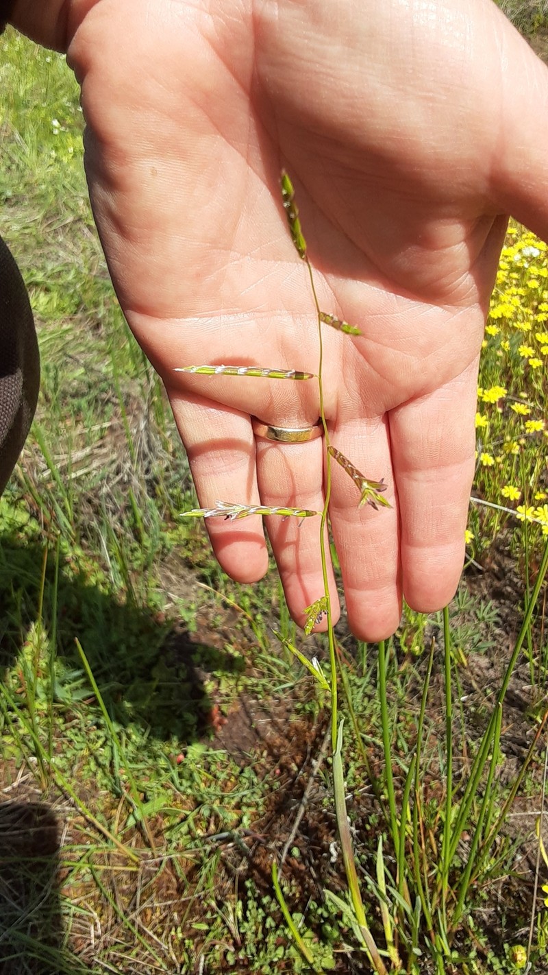 Pleuropogon davyi photo 4