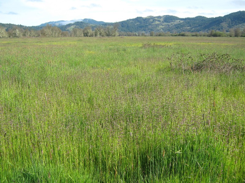 Pleuropogon davyi photo 5