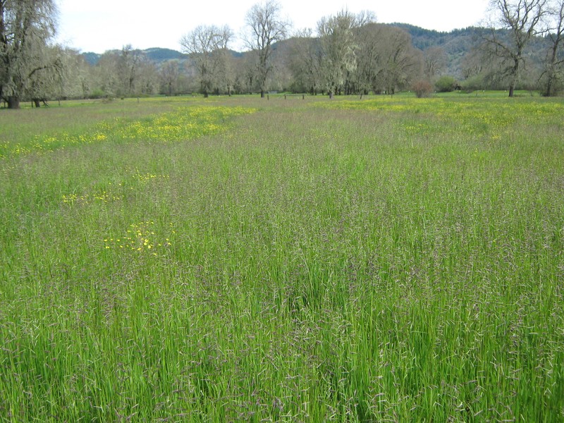 Pleuropogon davyi photo 6