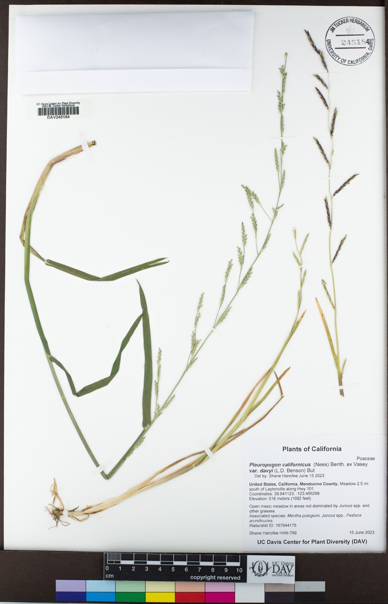 Pleuropogon davyi photo 7