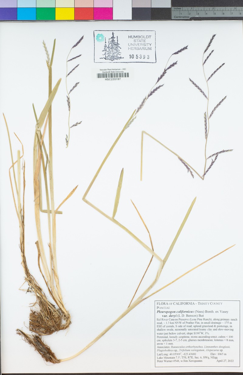Pleuropogon davyi photo 8