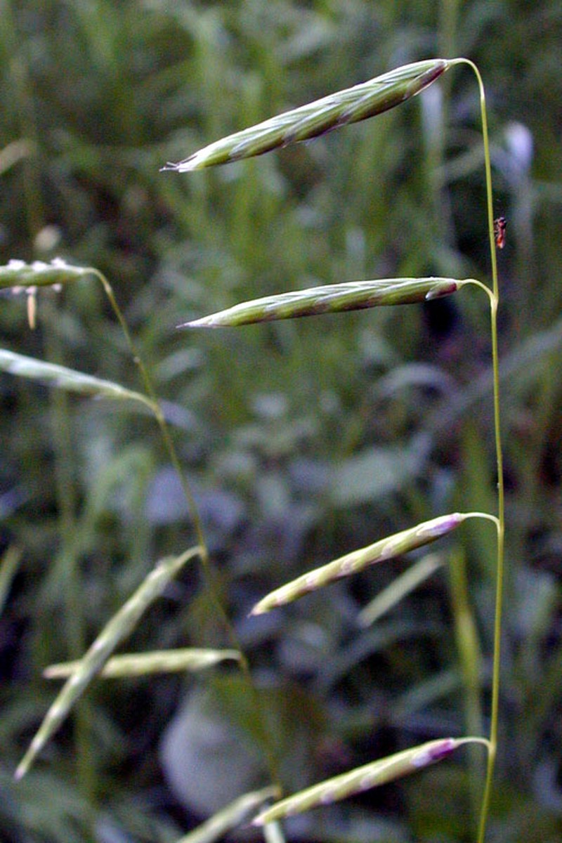 North Coast Semaphoregrass