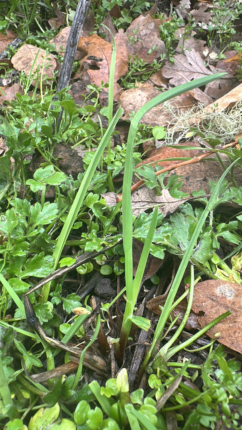 North Coast Semaphoregrass photo 3