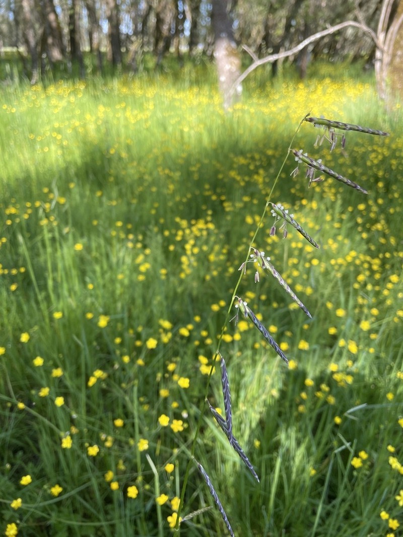 North Coast Semaphoregrass photo 4