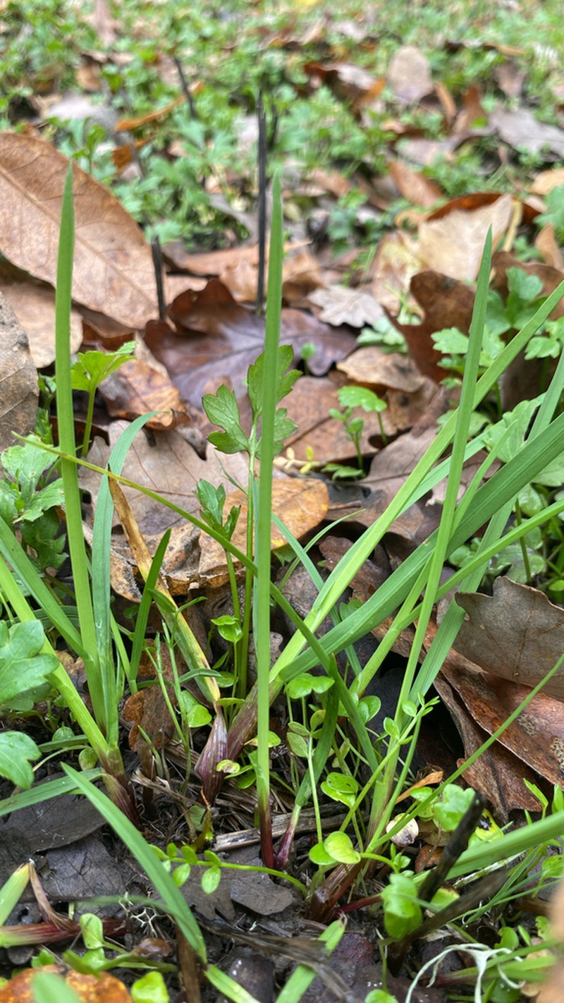 North Coast Semaphoregrass photo 5