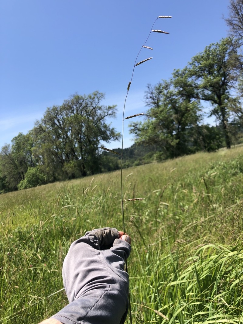 North Coast Semaphoregrass photo 6