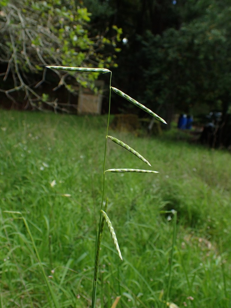 North Coast Semaphoregrass photo 7