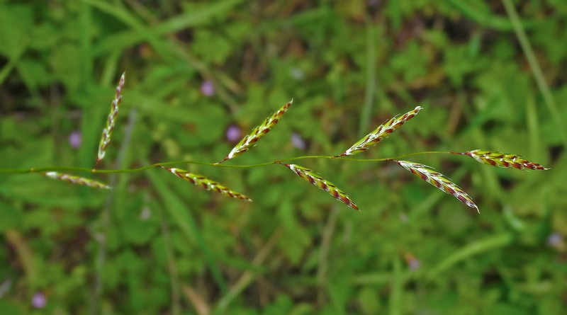North Coast Semaphoregrass photo 8