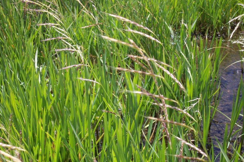 Oregon Semaphoregrass
