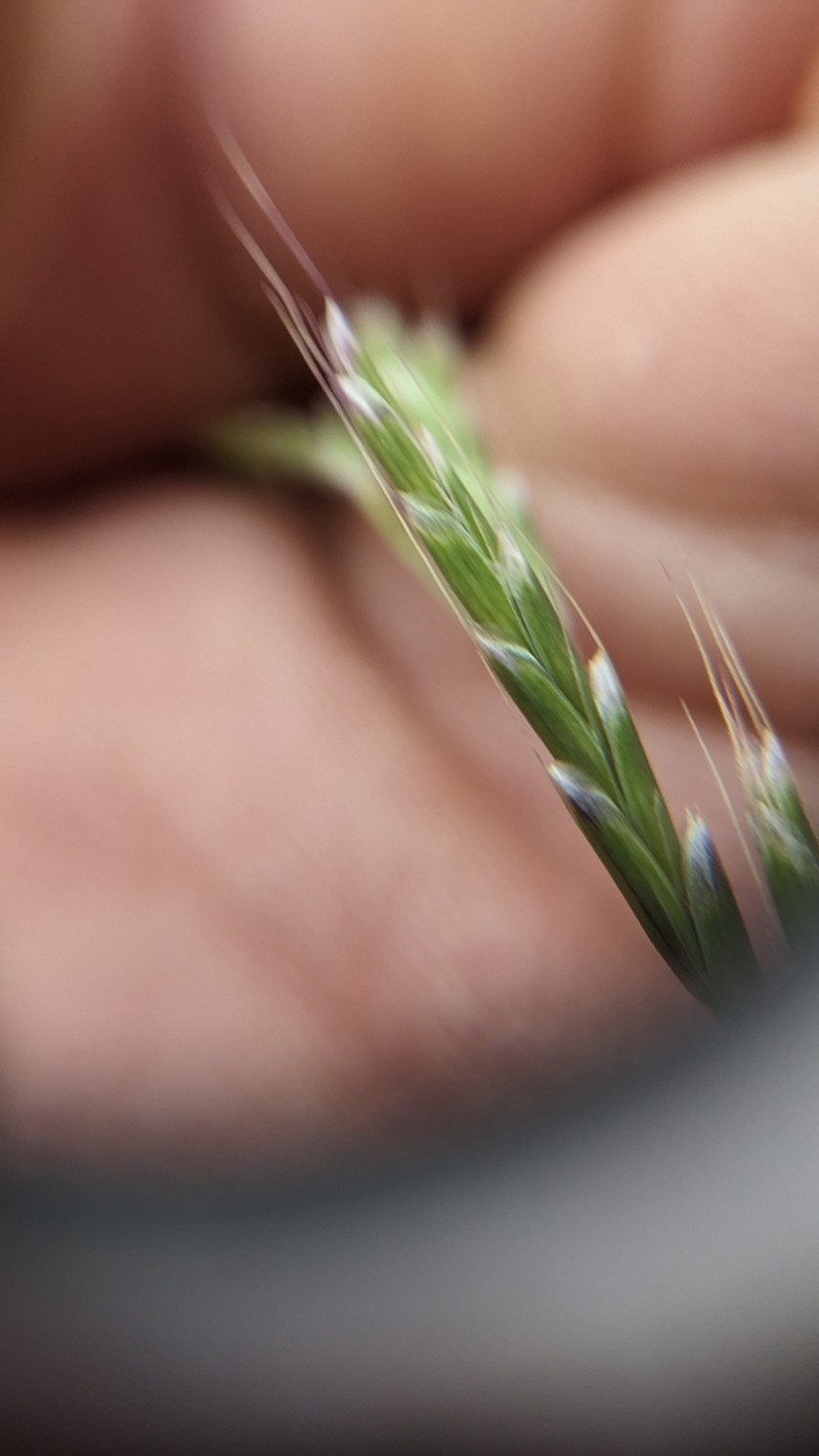 Oregon Semaphoregrass photo 4
