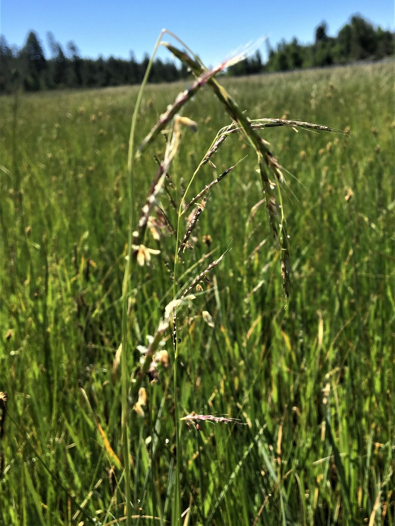 Oregon Semaphoregrass photo 6