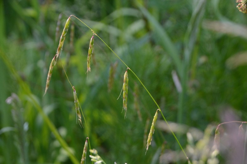 Nodding Semaphoregrass
