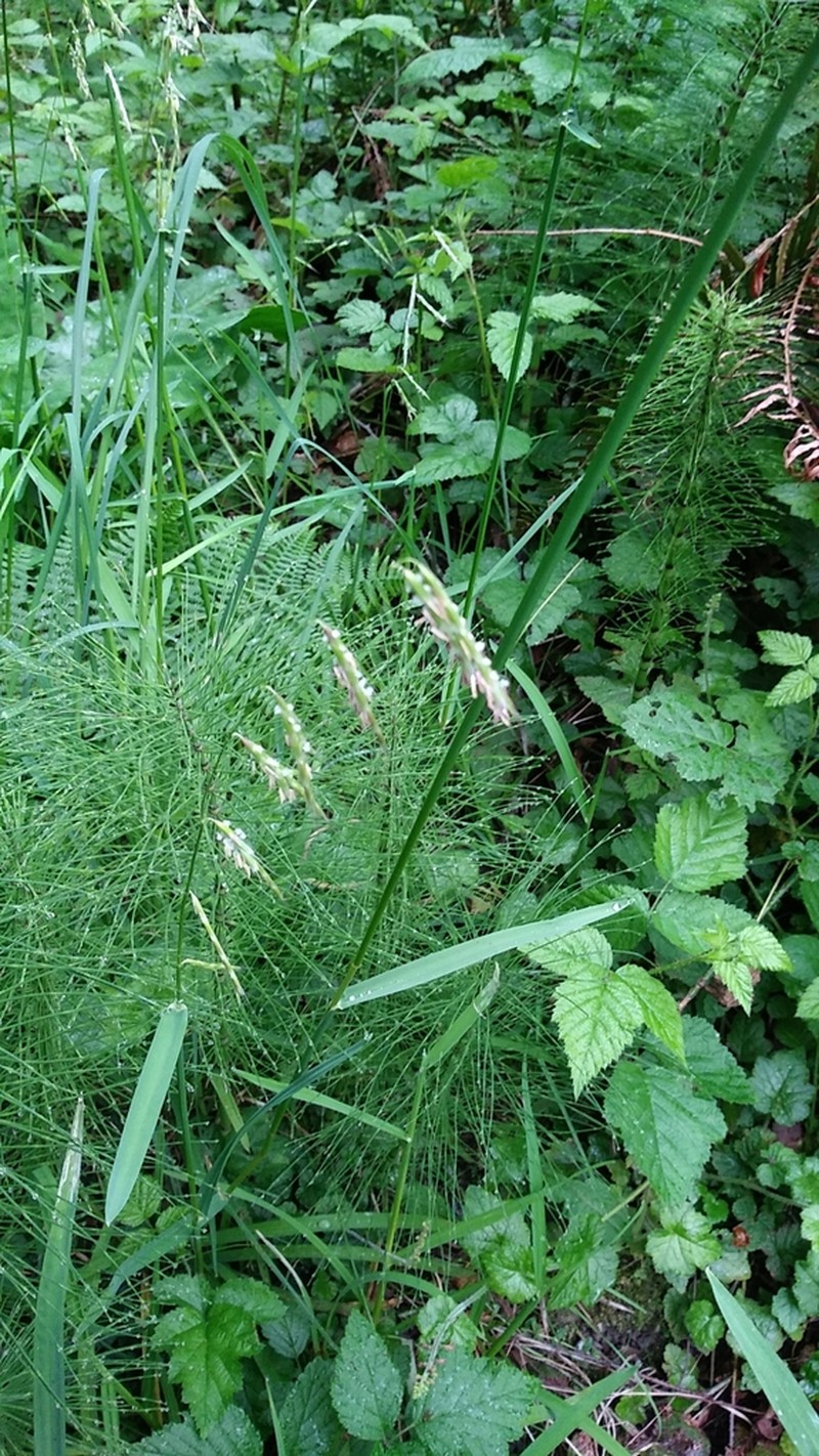 Nodding Semaphoregrass photo 2