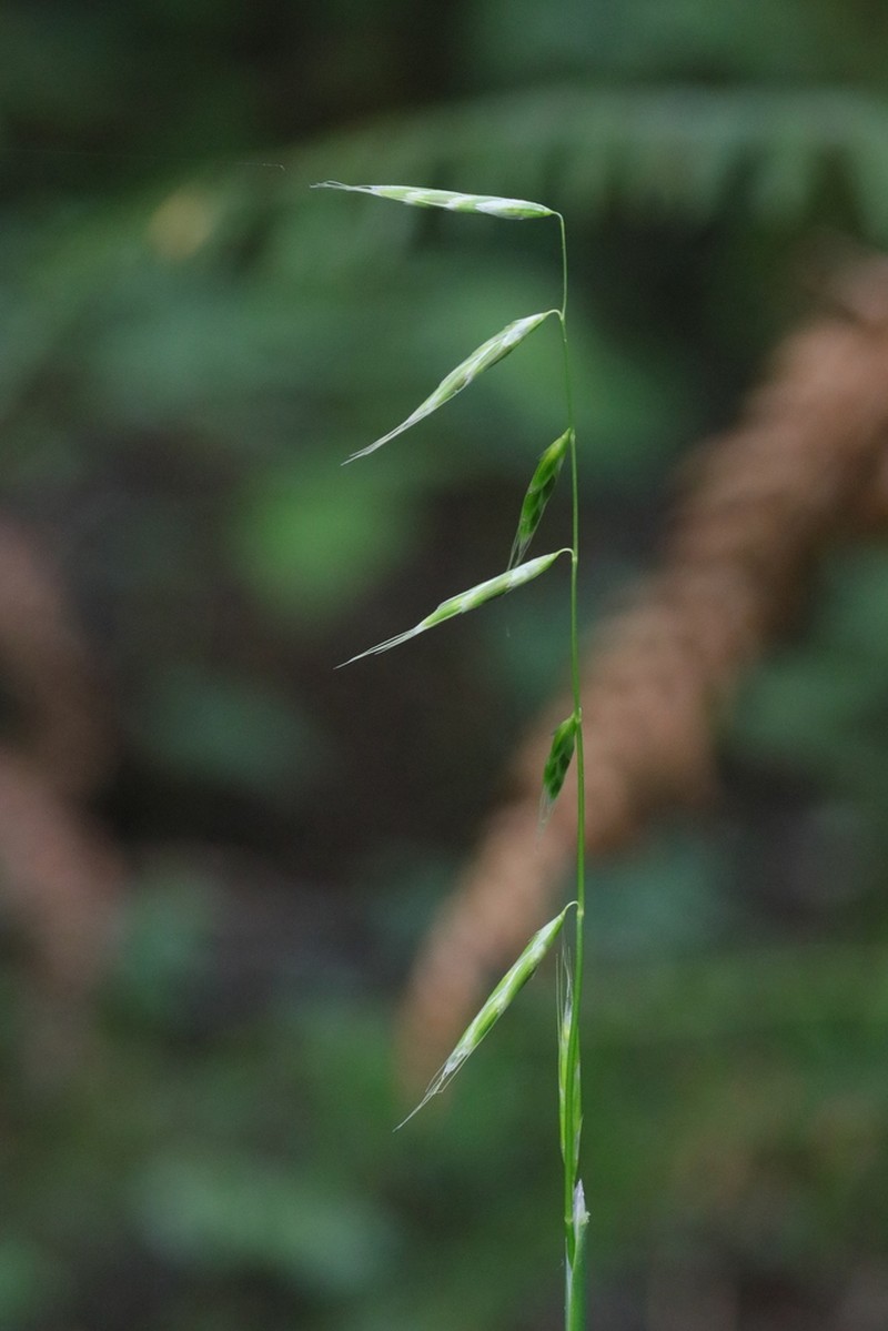 Nodding Semaphoregrass photo 3
