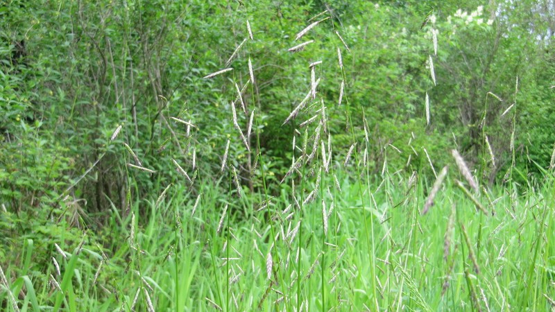 Nodding Semaphoregrass photo 4
