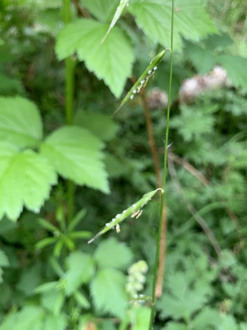 Nodding Semaphoregrass photo 5
