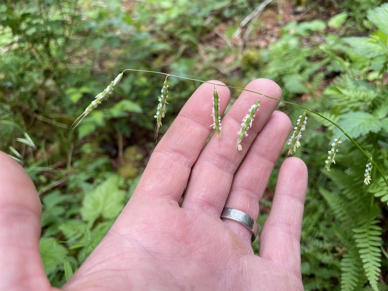Nodding Semaphoregrass photo 6