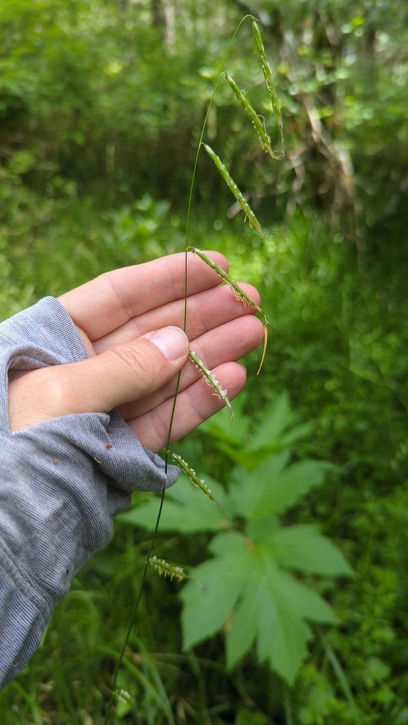 Nodding Semaphoregrass photo 7