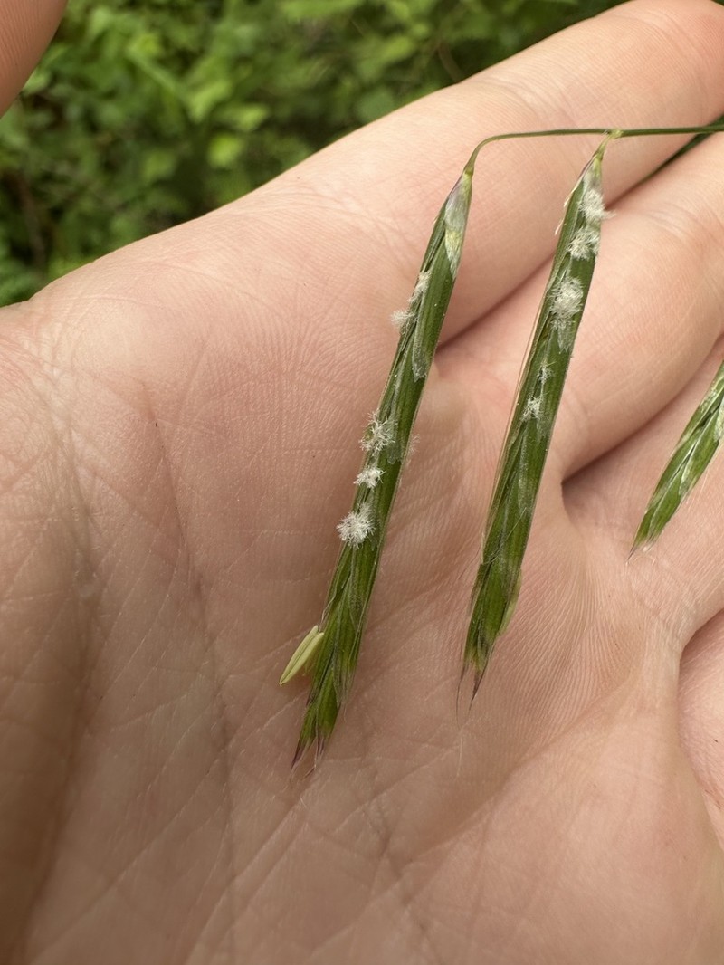 Nodding Semaphoregrass photo 8