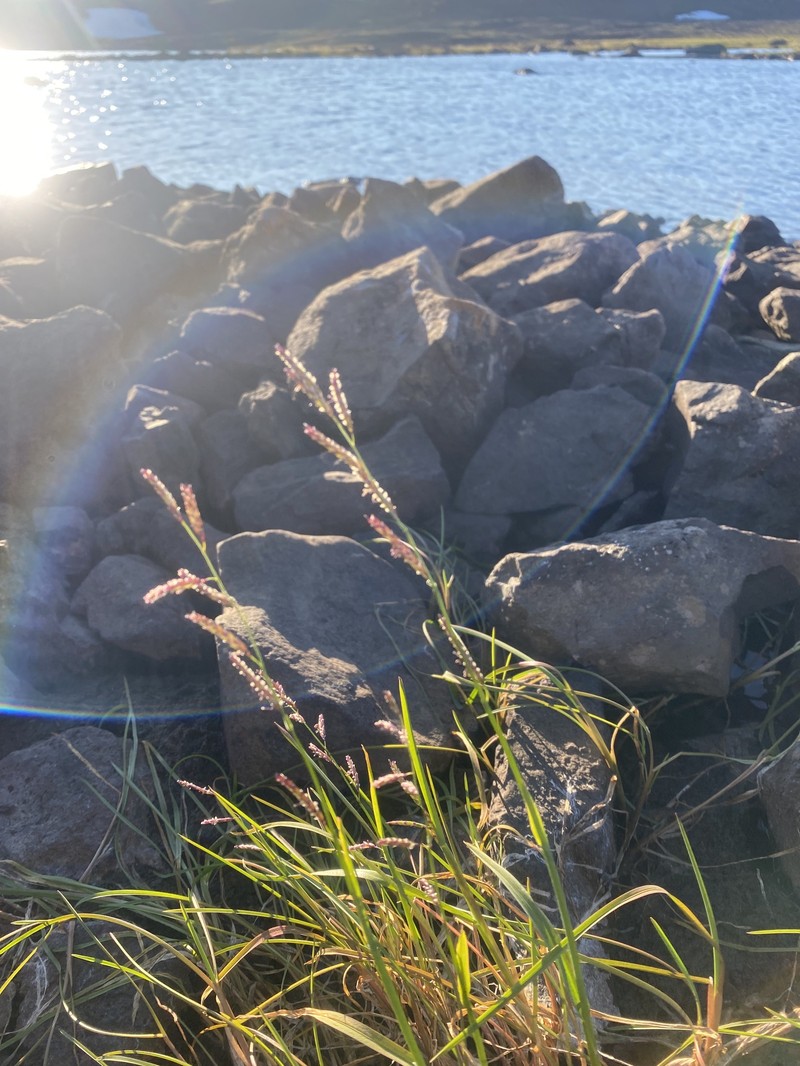 False Semaphoregrass