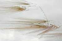 False Semaphoregrass