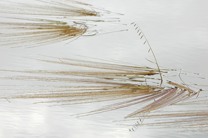 False Semaphoregrass