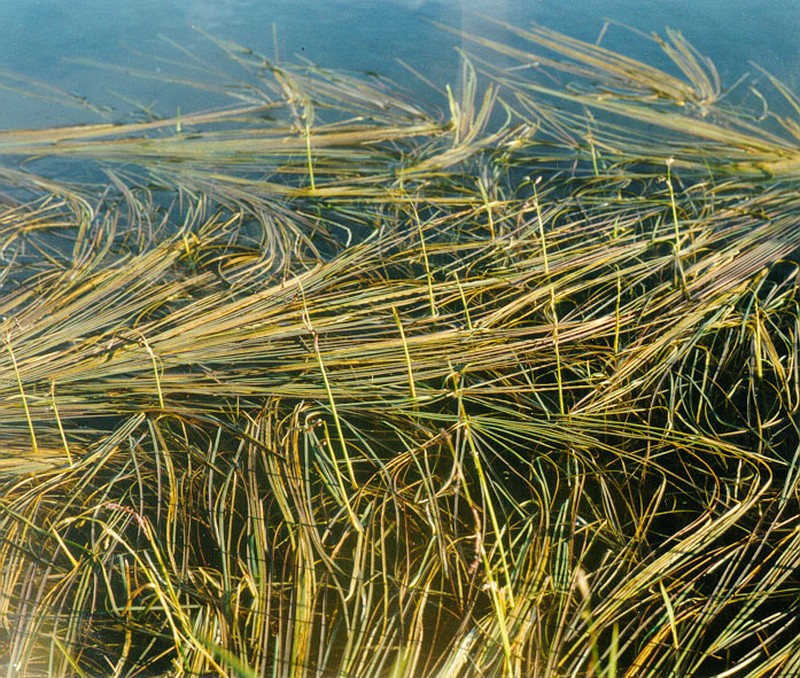 False Semaphoregrass photo 2