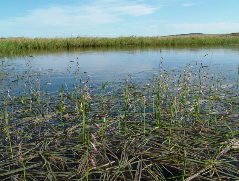 False Semaphoregrass photo 3