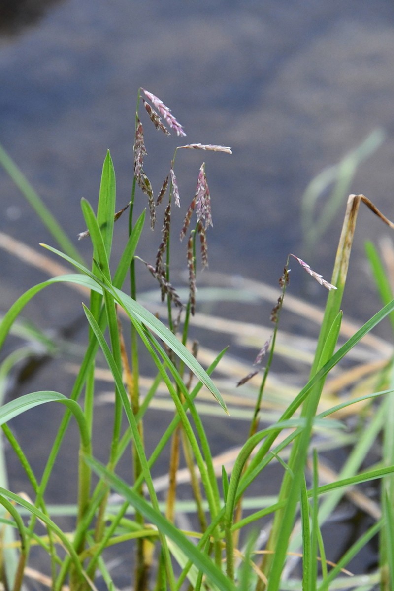 False Semaphoregrass photo 4