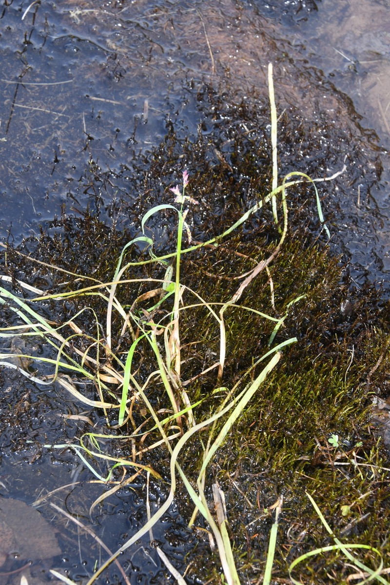 False Semaphoregrass photo 5