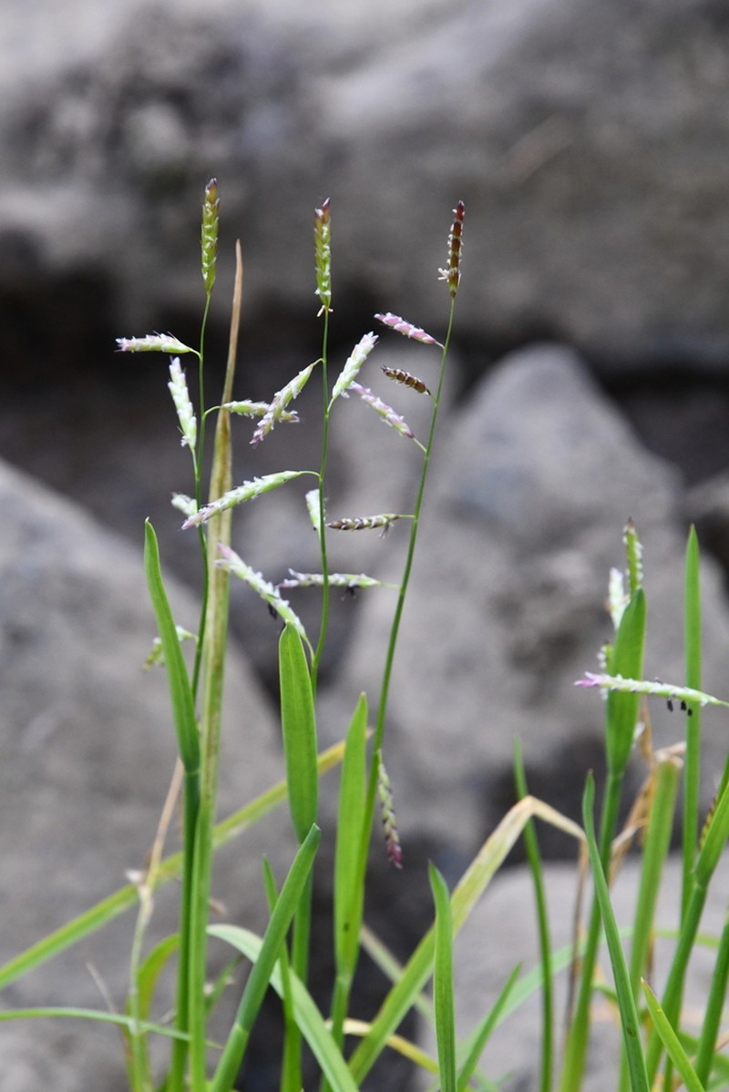 False Semaphoregrass photo 6
