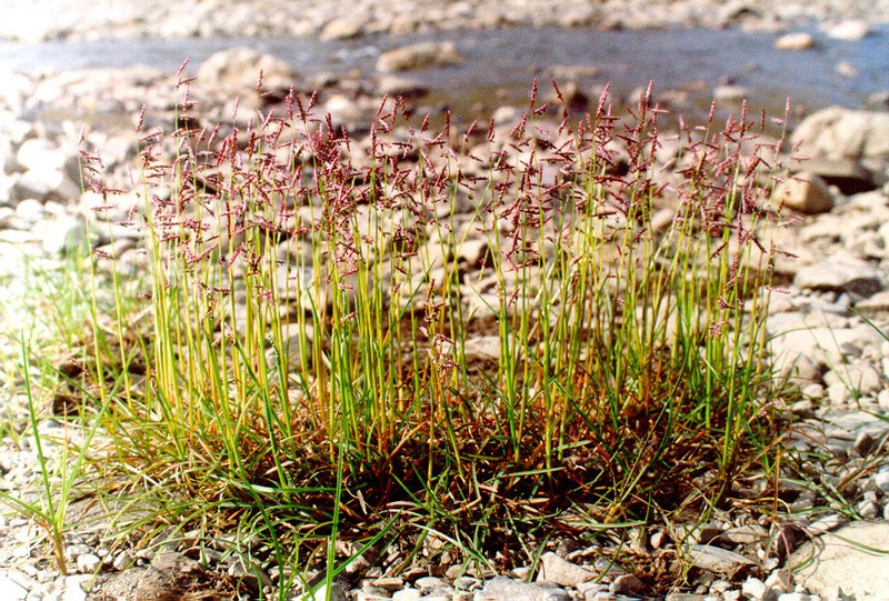 False Semaphoregrass photo 7