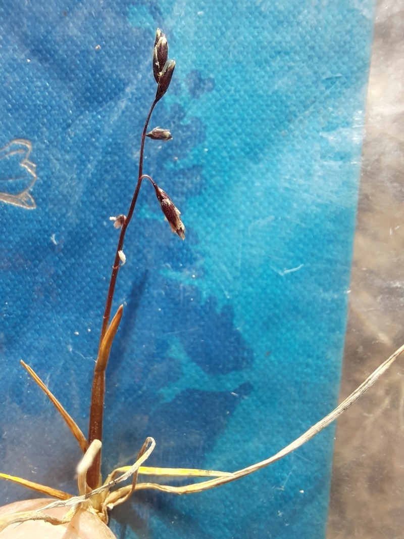 False Semaphoregrass photo 8