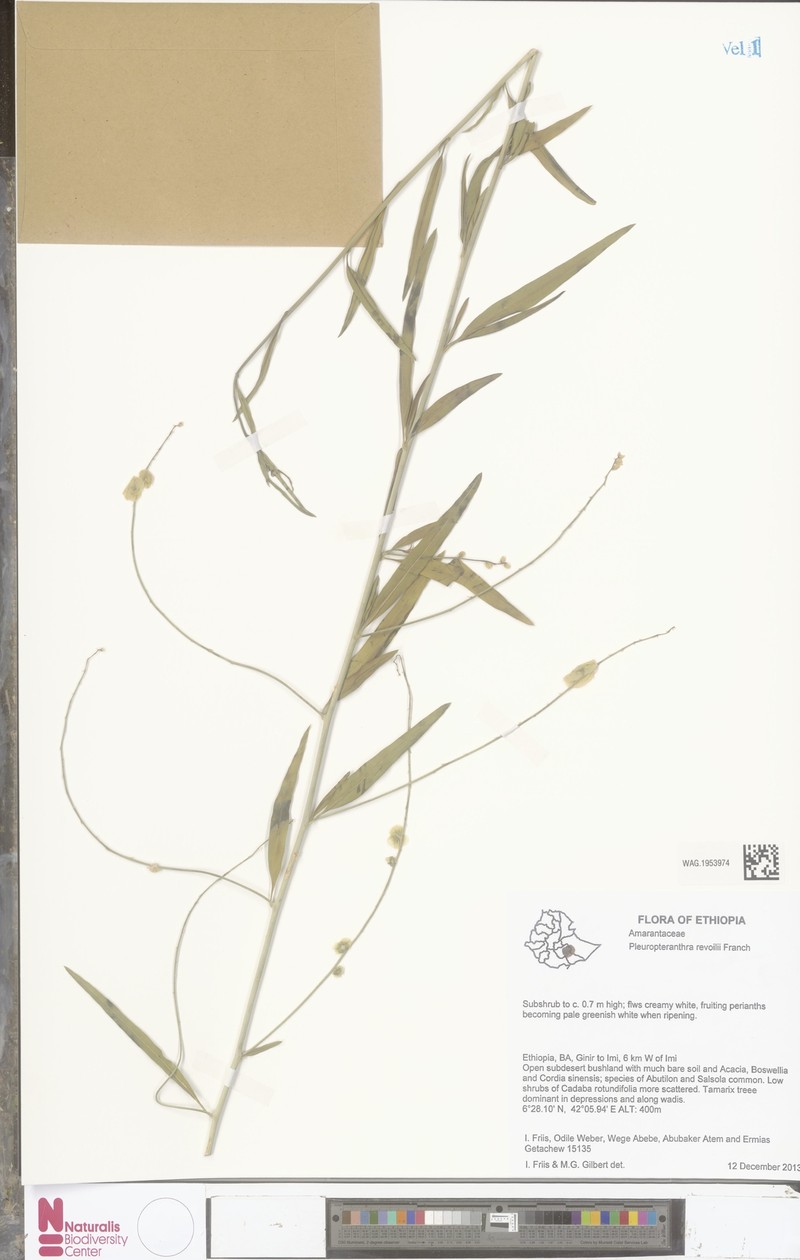 Pleuropterantha revoilii photo 2