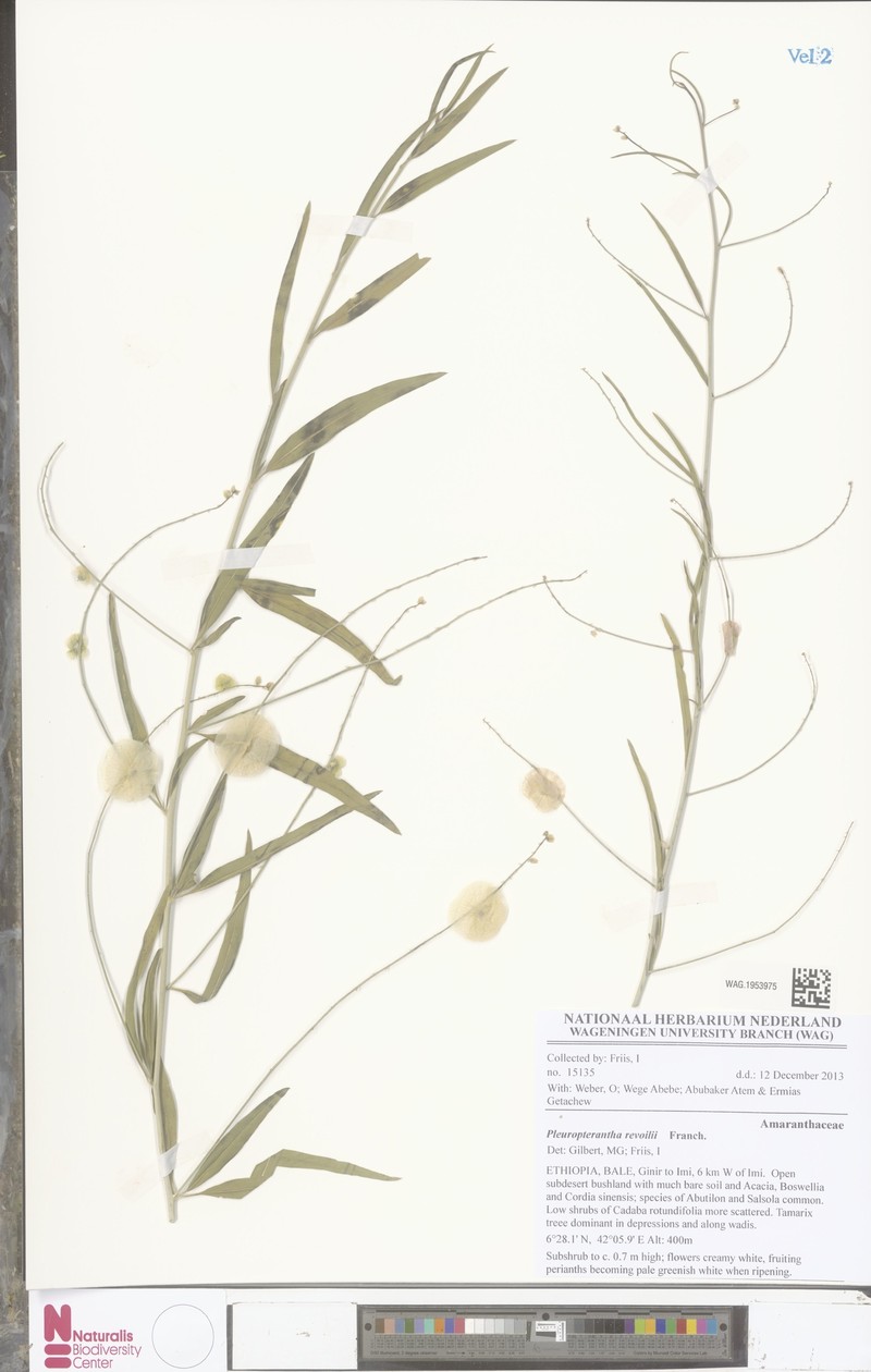 Pleuropterantha revoilii photo 3