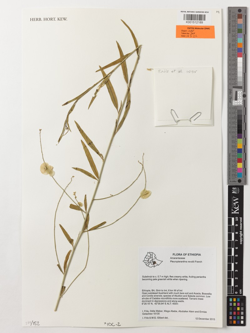Pleuropterantha revoilii photo 4
