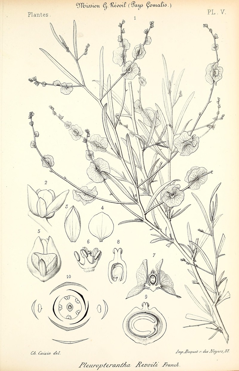 Pleuropterantha revoilii