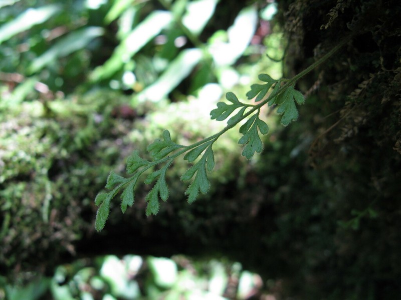 Pleurosoriopsis makinoi photo 8