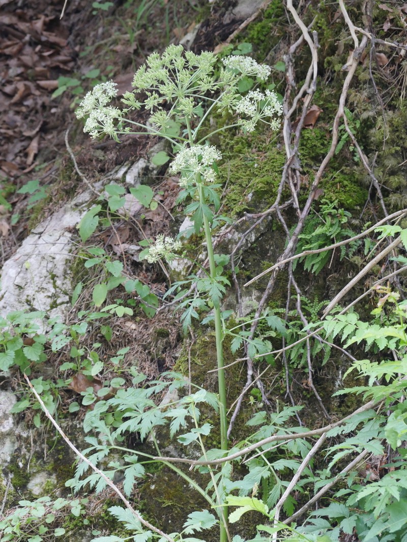 Pleurospermum austriacum