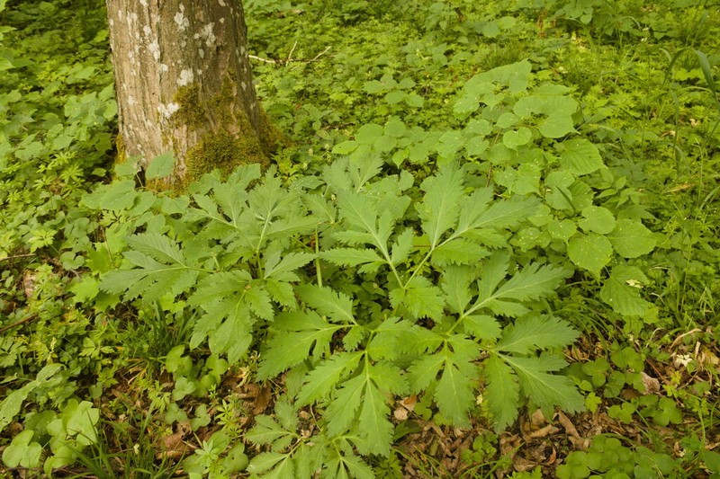 Pleurospermum austriacum photo 2