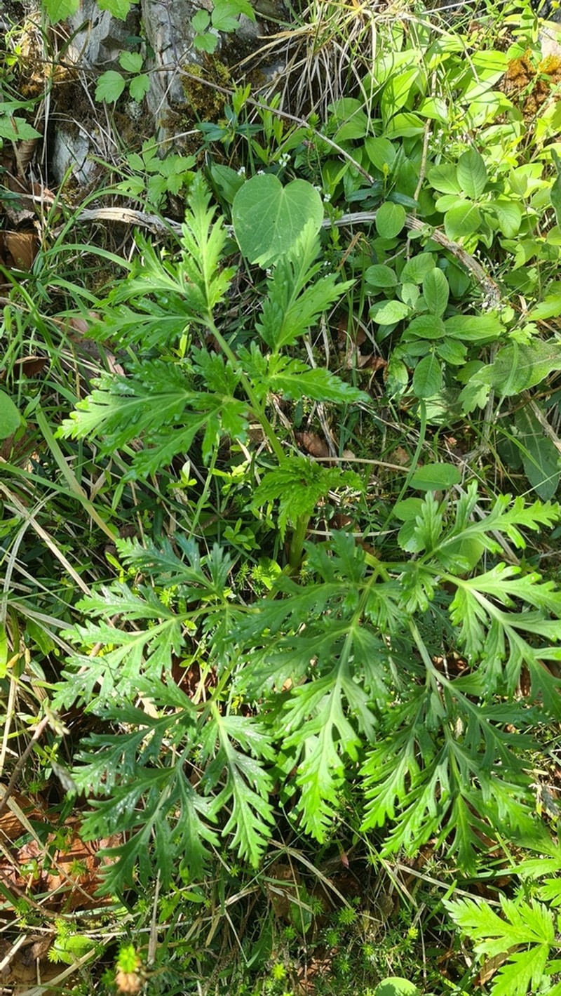 Pleurospermum austriacum photo 3