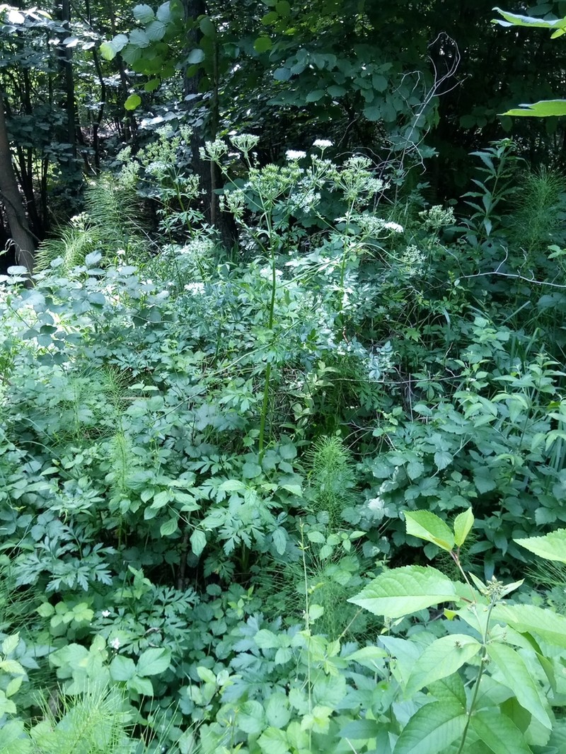 Pleurospermum austriacum photo 4