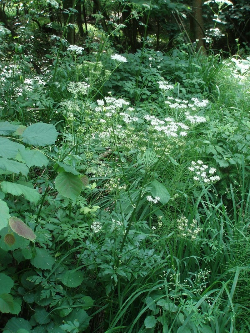Pleurospermum austriacum photo 5