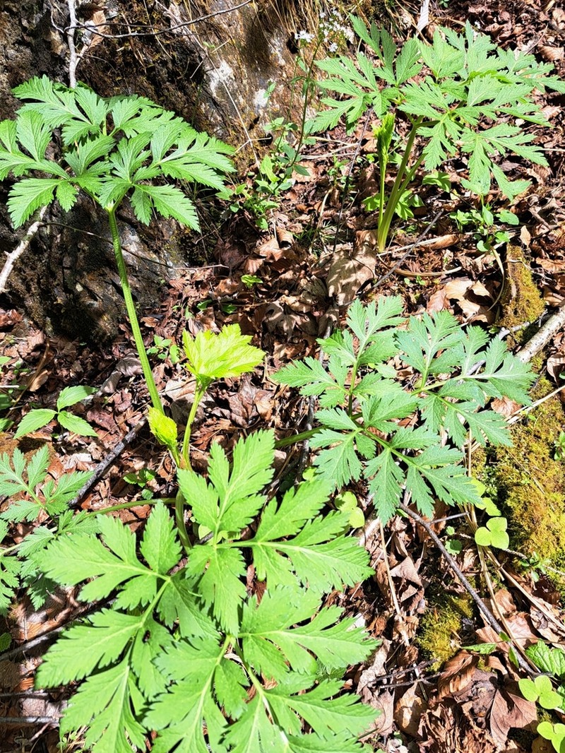 Pleurospermum austriacum photo 6