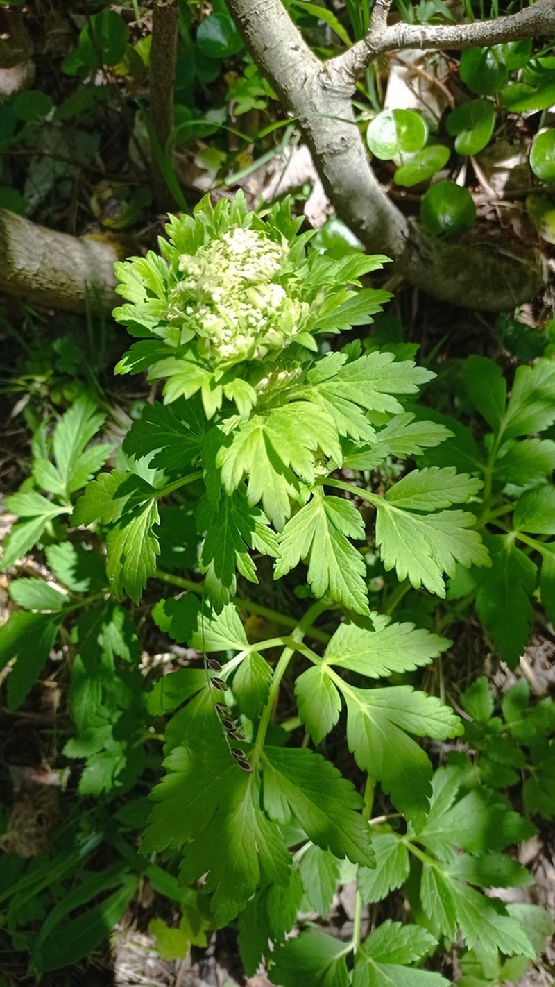 Pleurospermum austriacum photo 7