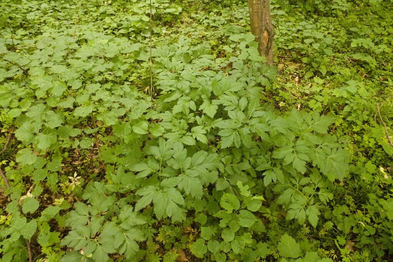 Pleurospermum austriacum photo 8