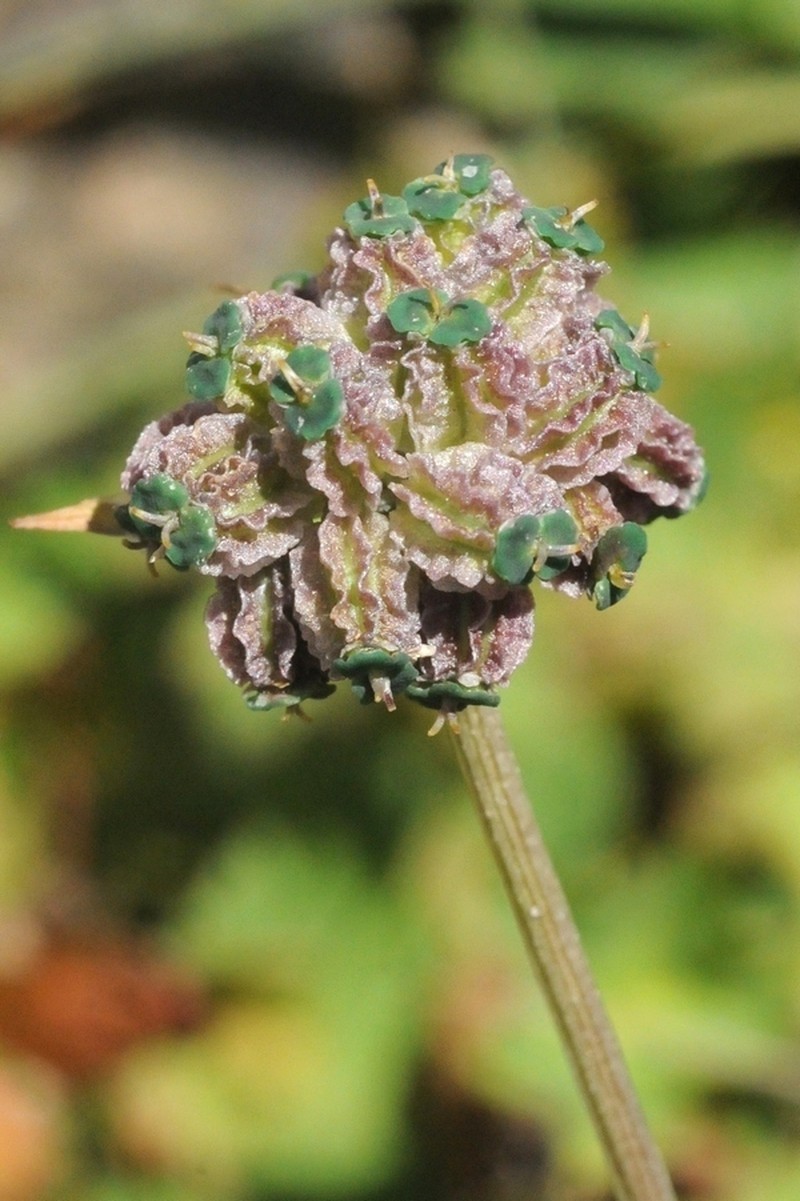 Pleurospermum simplex